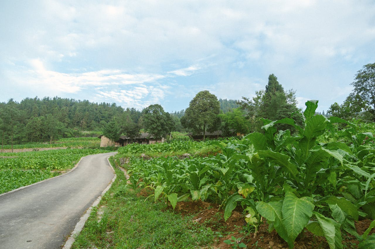 Scenic view of vibrant tobacco fields lining a countryside road in Enshi, Hubei, China.